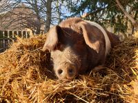 Bin ich jetzt ein Strohschwein?